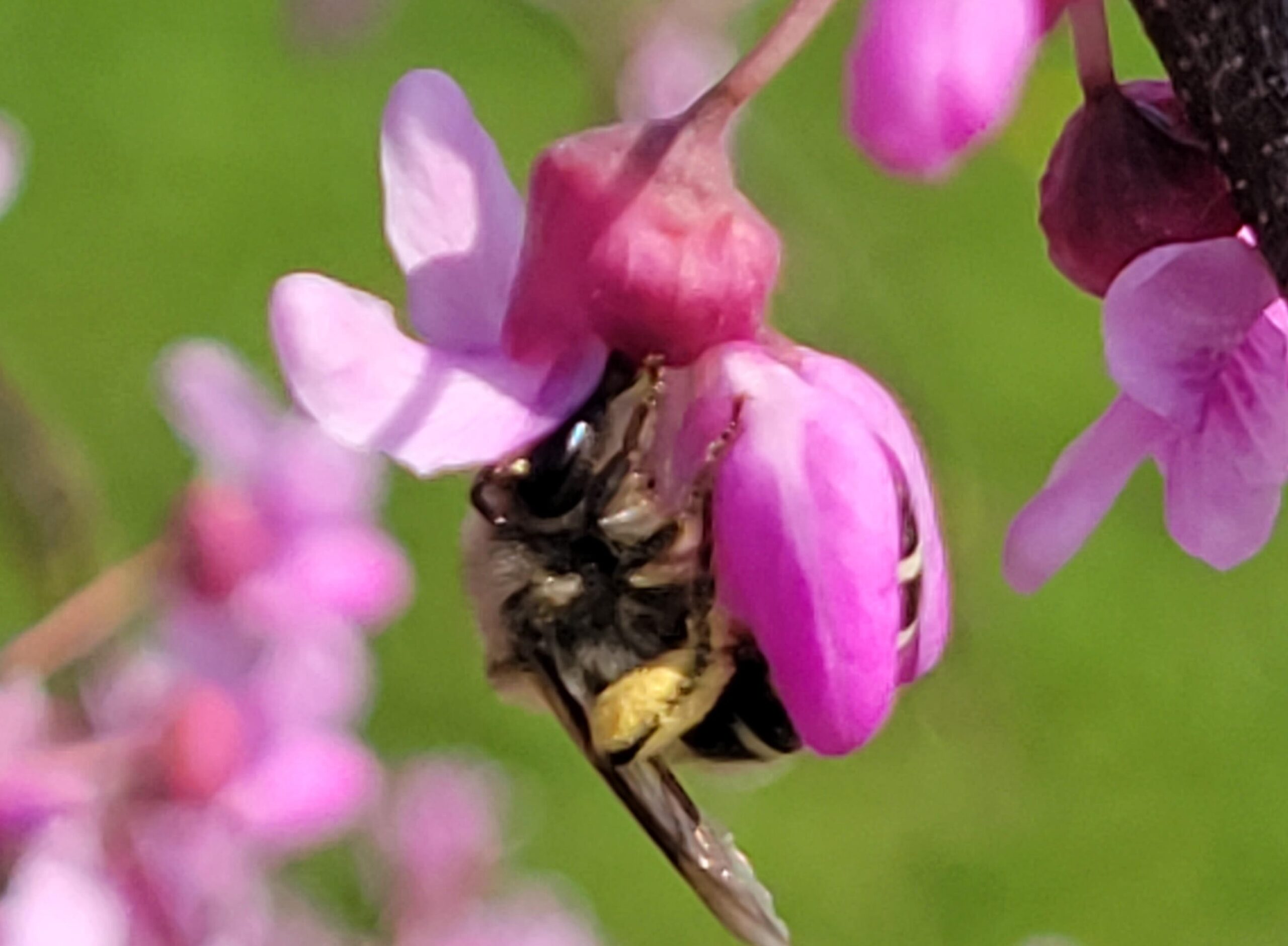 Redbud Bee