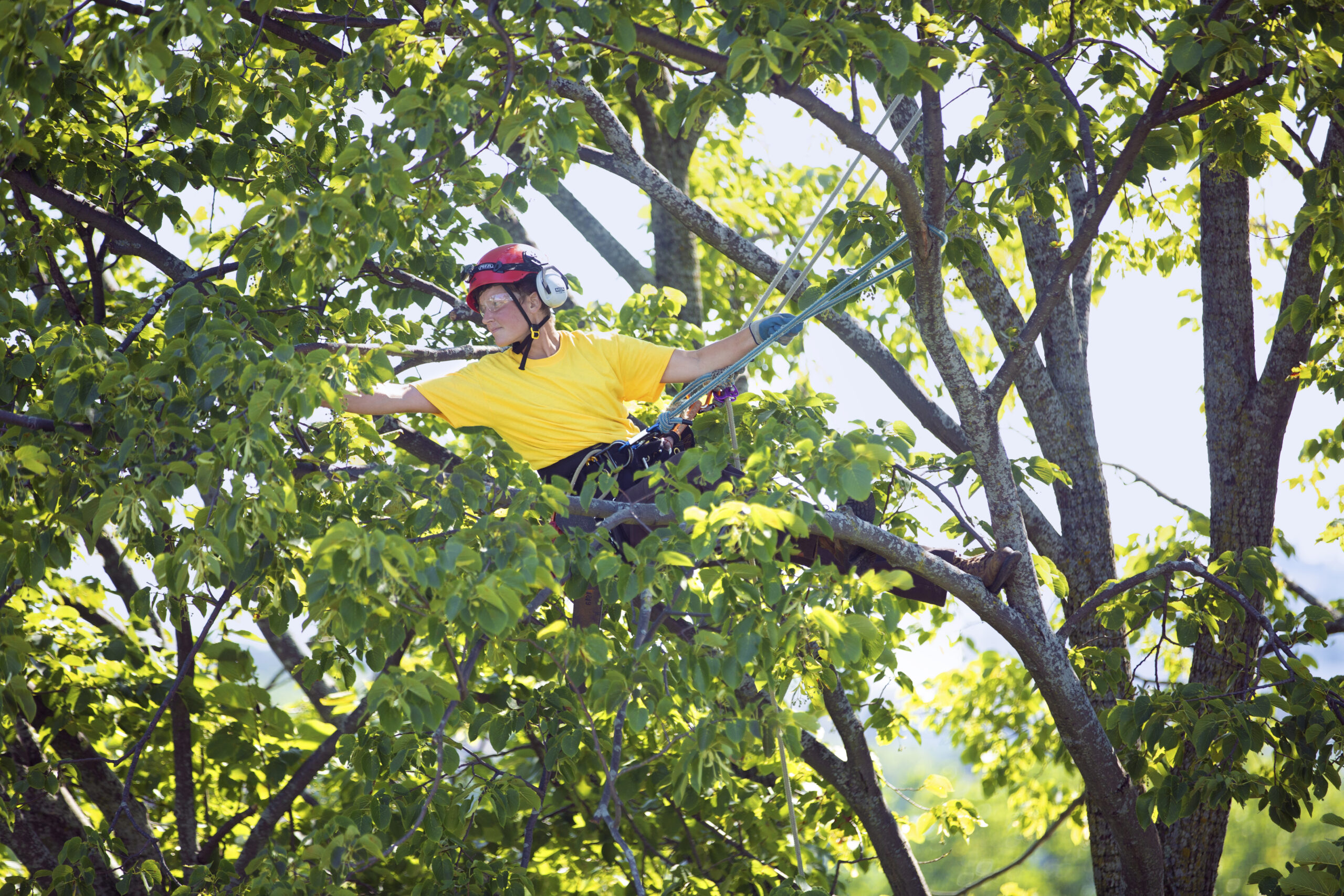 Climber_Pruning Outstretched